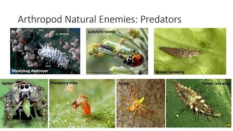 Biological Control of Pests - YouTube