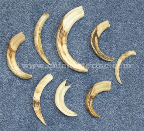 Warthog Tusks or Wart Hog Tusks from South Africa