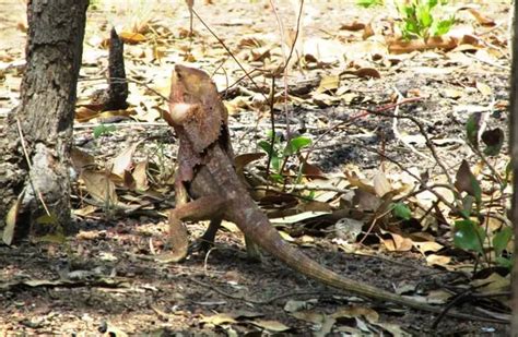 Frilled Lizard - Description, Habitat, Image, Diet, and Interesting Facts