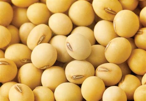 Soybean Seeds (Premium Varieties | 50kg Bags) - Afrimash.com - Nigeria