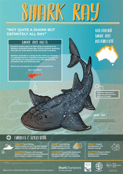 Shark Posters - Australian Marine Conservation Society