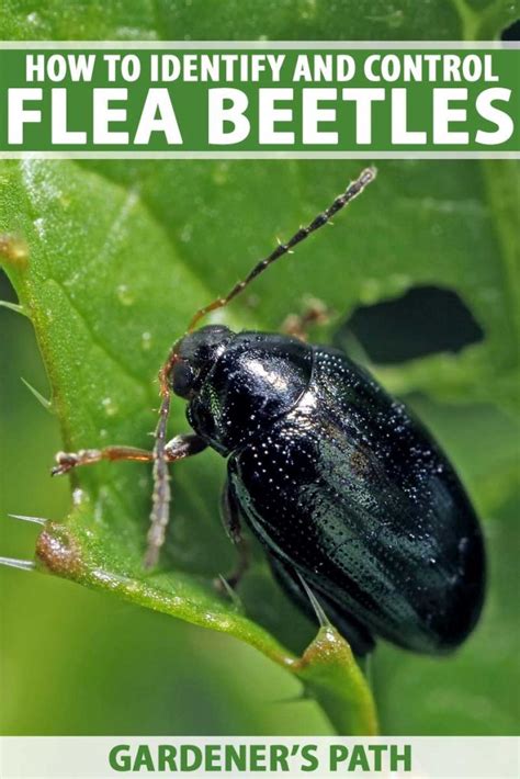 How to Control and Eradicate Flea Beetles | Gardener's Path