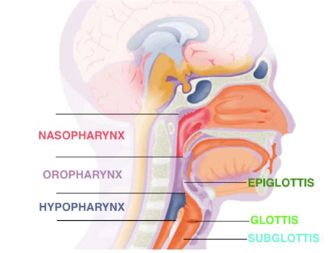 Soft Tissue Neck Radiographs — Taming the SRU