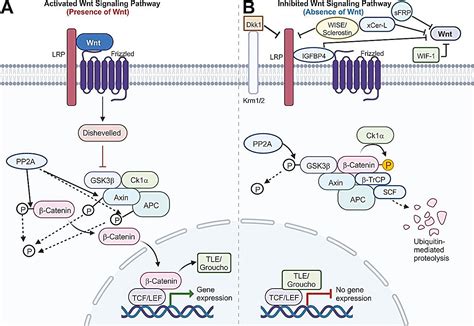 The foundation of cell growth, development, and potential therapeutics - TechCodex