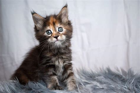 How Much Do Maine Coon Kittens Cost? - MaineCoon.org