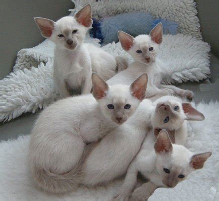 Lilac Point Siamese Cats - Siamese Cats and Kittens