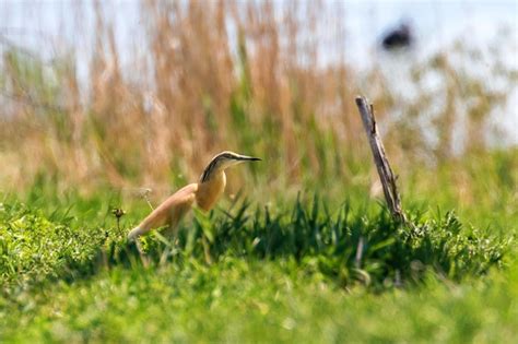 Premium Photo | Squacco heron (ardeola ralloides) in natural habitat