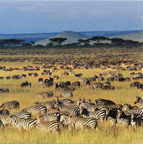 4 days Serengeti and Ngorongoro crater safari | Tanzania Wildlife Safaris