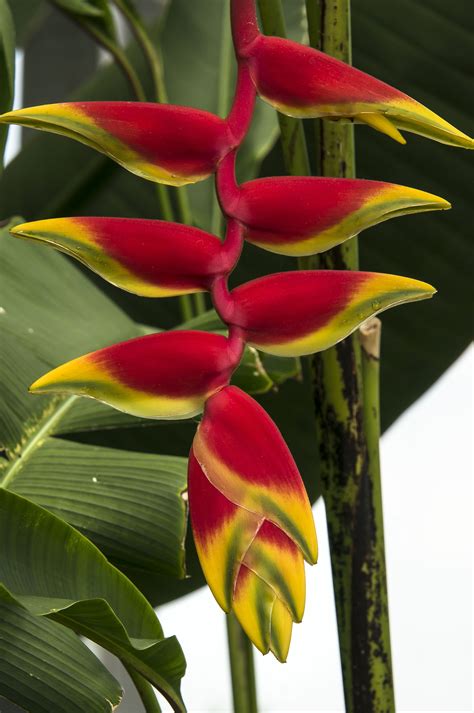 Lobster Claw Flower - Lewis Ginter Botanical Garden