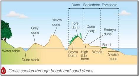 Theme 5 Small Scale Ecosystem: Sand Dunes Perranporth Case Study ...