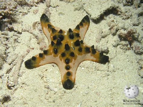 Chocolate chip sea star - Moalboal Reef Species