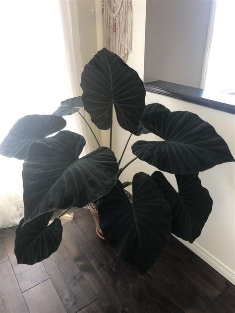 Regal shield alocasia or black magic colocasia? | Indoor plants, Plants ...