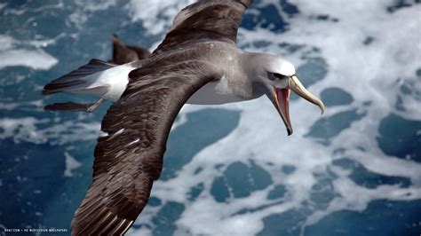 albatross thalassarche salvini flying sea bird hd widescreen wallpaper / birds backgrounds