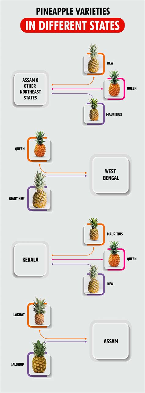 Pineapple Farming in India - List of Varieties & Health Benefits