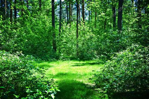 vert clairière en forêt ensoleillée l'été — Photographie mihalec © #3813054