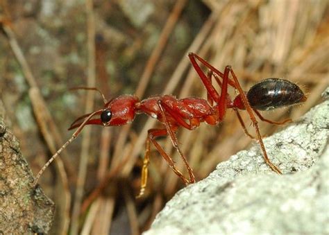 Do bull ants have a stinger? - Quora