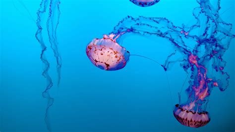 Are Jellyfish Older Than Dinosaurs? And 7 Other Fascinating Facts