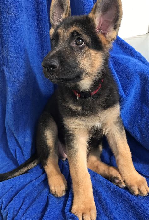 Whitney - A female ACA German Shepherd puppy for sale in Sunrise, Florida | German Shepherds ...