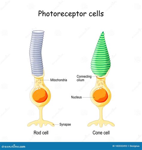 Cone Cell Diagram