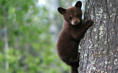 Bear Cubs Wallpapers - Wallpaper Cave