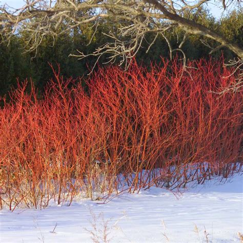 Red Twig Dogwood Shrubs for Sale | BrighterBlooms.com