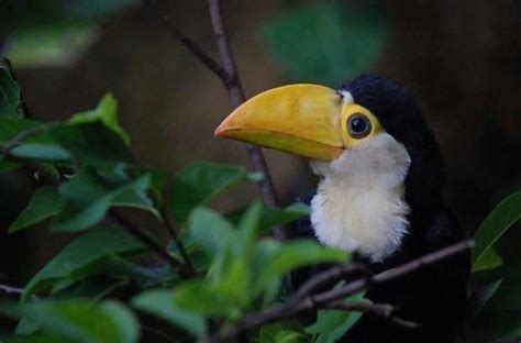 Baby Toucan Bird : r/BeAmazed