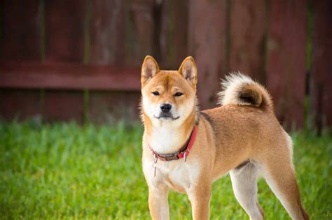 Akita Dog Breed: Info, Pictures, Care & Traits – Dogster