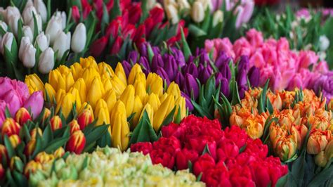 Día Nacional de los Tulipanes: la colorida celebración donde regalan flores en Holanda