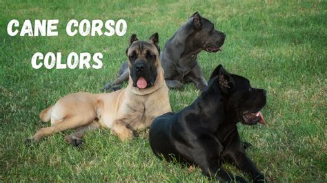 Cane Corso Colors: Common & Rare Coat Types Explained