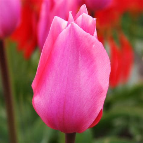 Best Perennial Tulips | 20+ Perennial Tulip Varieties | Bulb Blog