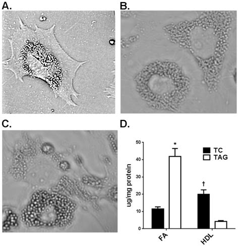 Granulosa cells untreated (A) or treated with 240 µM FA (B) or 500... | Download Scientific Diagram