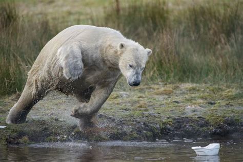 Bear Jumping In River – JattDiSite.com