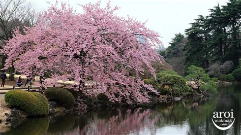 Shinjuku Gyoen National Garden - One Of The Best Places to see Cherry ...