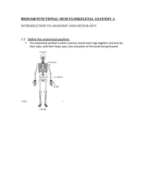 Caudal Definition Anatomy - Anatomy Book