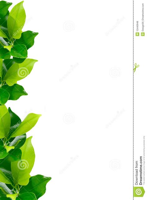 Border plant clipart 20 free Cliparts | Download images on Clipground 2024