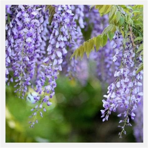 Wisteria Purple Plant