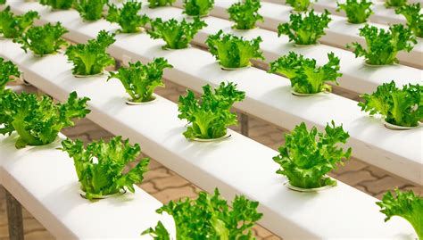 The Benefits of Hydroponics for Fresh Produce Businesses