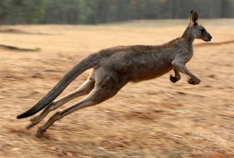 豪女性、カンガルーに跳び乗られ豊胸バッグ破裂 写真1枚 国際ニュース：AFPBB News