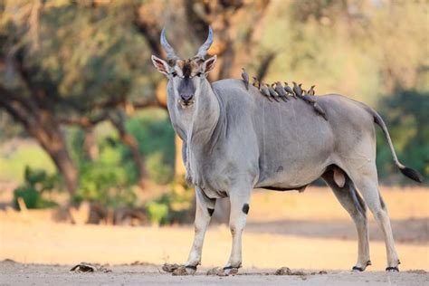 Common Eland: Getting to Know the Giant African Antelope