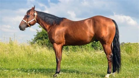 What Is A Sorrel Horse And What Do They Look Like? - AHF