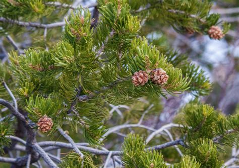 Walking Arizona: Piñon Pine Cones