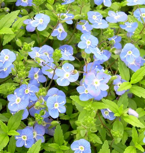 Georgia Blue Speedwell | Natorp's Online Plant Store