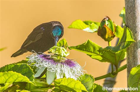 Amethyst Sunbird – Herman van Bon Photography