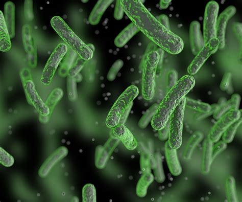 Microorganisms in Soil