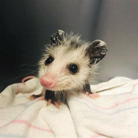 Adorable baby opossum. @Neferast | Baby opossum, Opossum, Animals