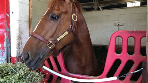 Rich Strike Derby 148 Winner Readies For Preakness