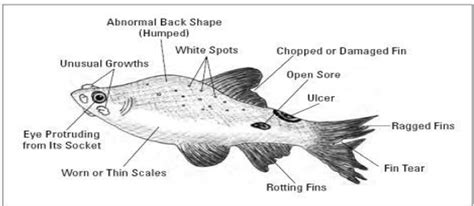 chart-of-symptoms-of-goldfish-disease | How to take care of goldfish