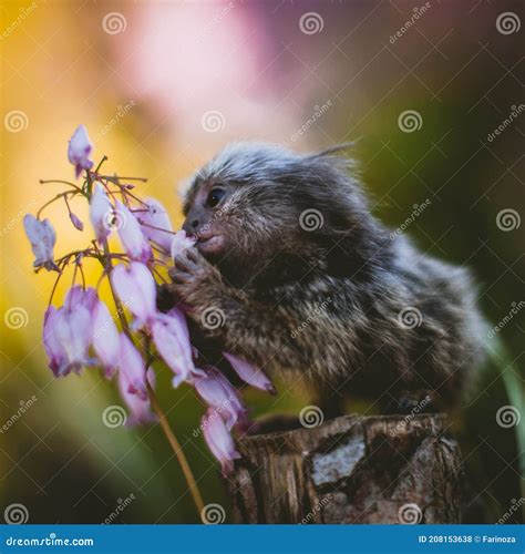 The Common Marmoset Baby on the Branch in Summer Garden Stock Photo ...