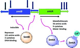 Diversity, structure and regulation of microbial metallothionein: metal resistance and possible ...