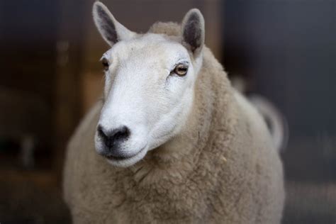 Elderly animals get safe haven at B.C. sanctuary | CTV News